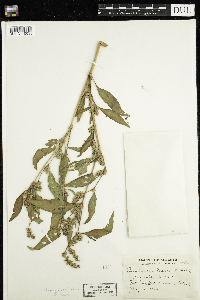 Media resource of Persicaria lapathifolia