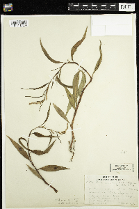 Persicaria lapathifolia image