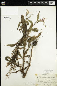 Persicaria lapathifolia image