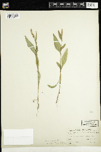 Persicaria lapathifolia image