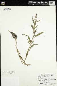 Persicaria lapathifolia image