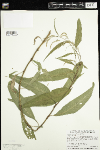Persicaria lapathifolia image