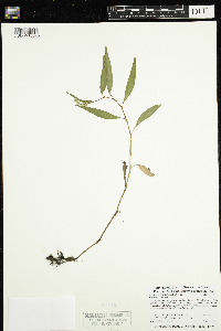 Persicaria lapathifolia image
