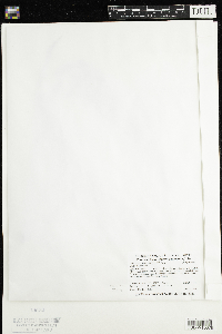 Persicaria lapathifolia image