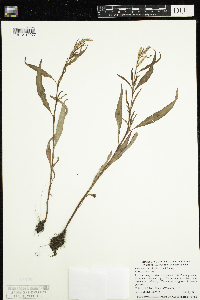 Persicaria lapathifolia image