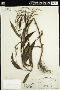 Persicaria lapathifolia image