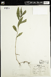 Media resource of Persicaria hydropiperoides