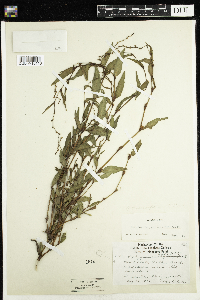 Persicaria hydropiper image