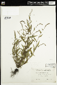 Persicaria hydropiper image