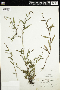 Persicaria hydropiper image