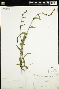 Persicaria hydropiper image