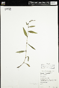 Persicaria hydropiper image