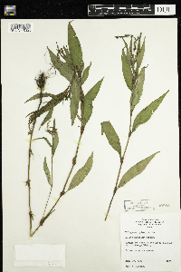 Persicaria hydropiper image