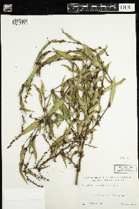 Persicaria hydropiper image