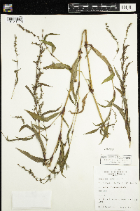 Persicaria hydropiper image