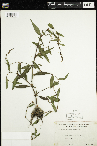 Persicaria hydropiper image