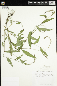 Persicaria hydropiper image