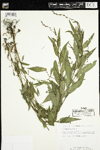 Persicaria hydropiper image