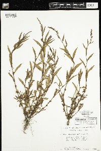 Persicaria hydropiper image