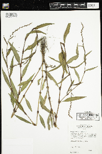 Persicaria hydropiper image