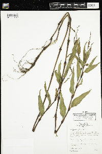 Persicaria hydropiper image