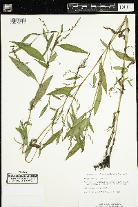 Persicaria hydropiper image