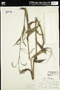 Media resource of Persicaria careyi