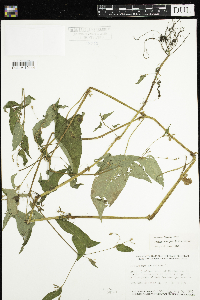 Persicaria arifolia image