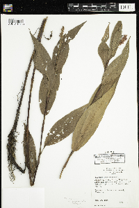 Persicaria coccinea image