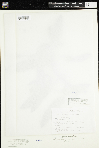 Media resource of Persicaria amphibia