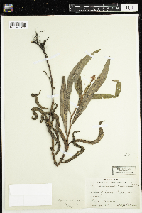 Persicaria mesochora image