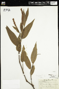Media resource of Persicaria rigidula