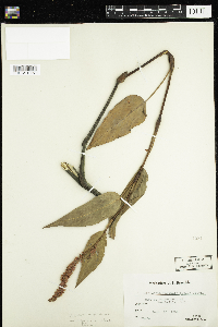 Persicaria rigidula image