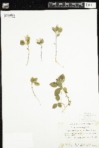 Polygaloides paucifolia image