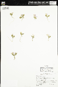 Polygaloides paucifolia image