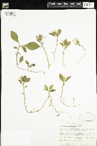 Polygaloides paucifolia image