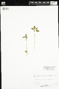 Polygaloides paucifolia image