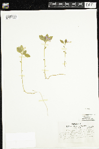 Polygaloides paucifolia image