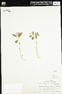 Polygaloides paucifolia image