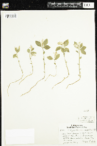 Polygaloides paucifolia image