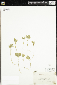 Polygaloides paucifolia image