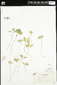 Polygaloides paucifolia image