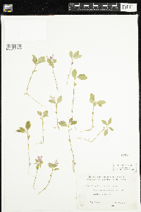Polygaloides paucifolia image