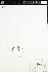 Polygaloides paucifolia image