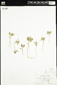 Polygaloides paucifolia image