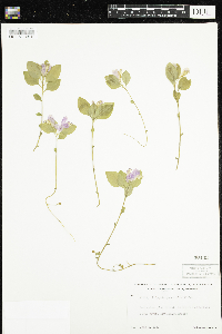 Polygaloides paucifolia image