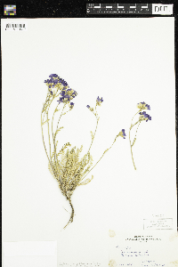 Polemonium pulcherrimum image