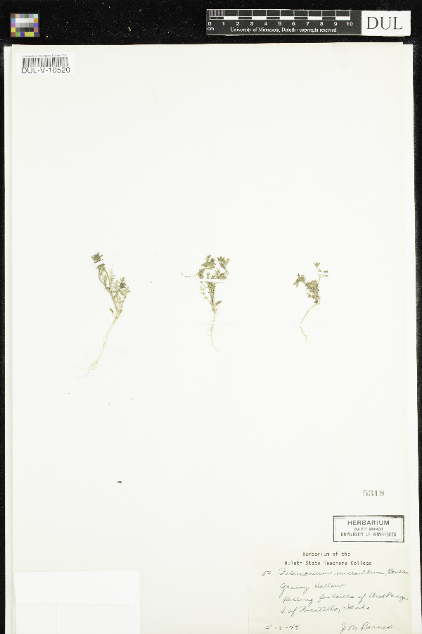 Polemonium micranthum image