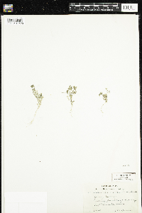 Media resource of Polemonium micranthum