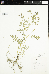 Polemonium reptans image